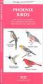 Phoenix Birds: An Introduction to Familiar Species in the Valley of the Sun