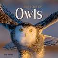 Our Love of Owls