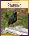 Starling