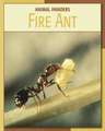 Fire Ant