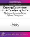 Creating Connections in the Developing Brain