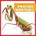 Praying Mantises