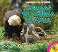 Aguilas de Cabeza Blanca = Bald Eagle