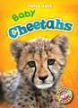 Baby Cheetahs