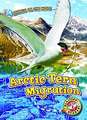Arctic Tern Migration