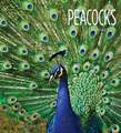 Peacocks