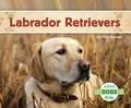 Labrador Retrievers