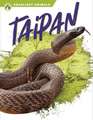 Taipan