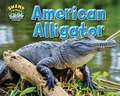 American Alligator