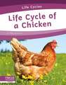 Life Cycle of a Chicken