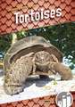 Tortoises