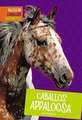 Caballos Appaloosa