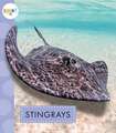 Stingrays