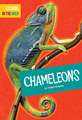 Chameleons