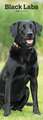 Black Labrador Retriever 2020 Slimline Calendar