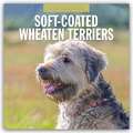 Soft-Coated Wheaten Terriers - Soft-Coated Wheaten Terrier 2025 - 16-Monatskalender