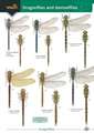 Dragonflies and damselflies