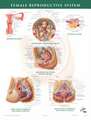 Female Reproductive System Chart