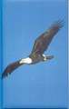 Eagle Blank Journal