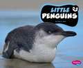 Little Penguins