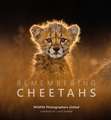 Remembering Cheetahs