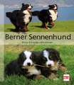 Berner Sennenhund