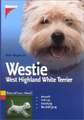 Westie. West Highland White Terrier