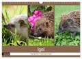 Igel 2024. Tierische Impressionen (Wandkalender 2024 DIN A3 quer), CALVENDO Monatskalender