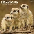 Meerkats/Erdmännchen 2025