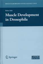 Muscle Development in Drosophilia