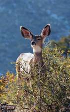 Kids Deer Journal