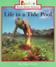 Life in a Tide Pool