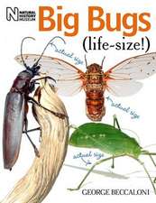 Big Bugs Life-Size