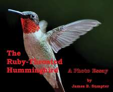 The Ruby-throated Hummingbird: A photo essay