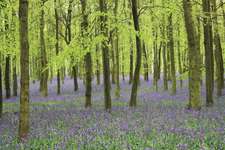 Bluebells