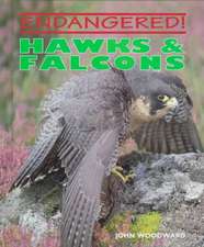 Hawks & Falcons