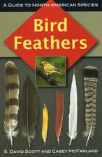 Bird Feathers