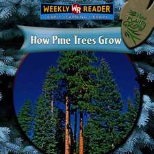 How Pine Trees Grow