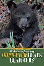 The Innocent Journey of Orphaned Black Bear Cubs