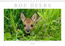 Roe Deers (Wall Calendar 2020 DIN A4 Landscape)