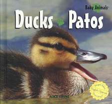 Ducks/Patos