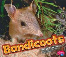 Bandicoots