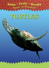 Turtles