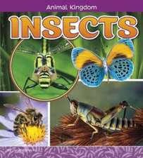 Riehecky, J: Insects