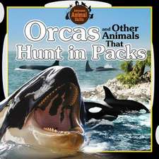 Orcas and Other Animals That Hunt in Packs