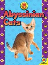 Abyssinian Cats