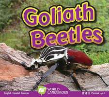 Goliath Beetles