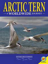 Arctic Terns: A Worldwide Journey