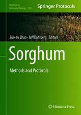 Sorghum