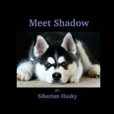 Meet Shadow the Siberian Husky